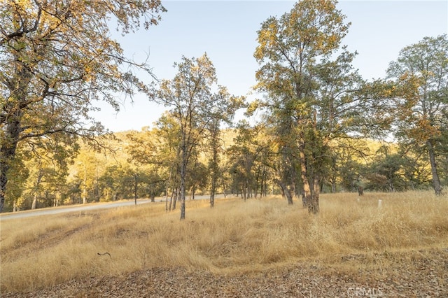 view of local wilderness