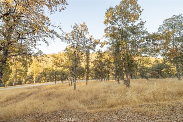 view of local wilderness