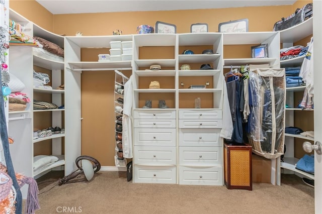 spacious closet featuring carpet floors