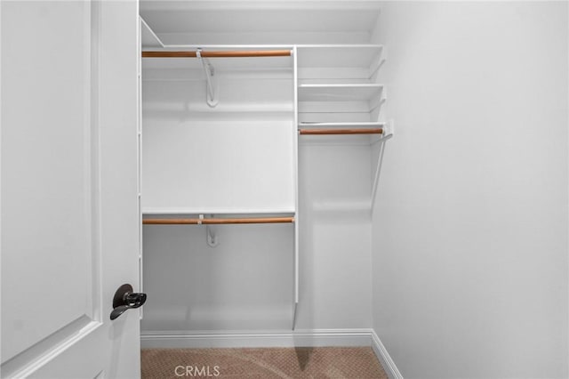 spacious closet featuring carpet flooring