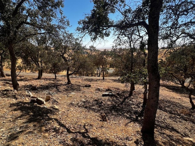 view of local wilderness