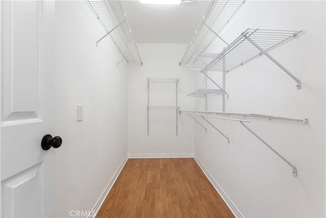 spacious closet featuring wood-type flooring