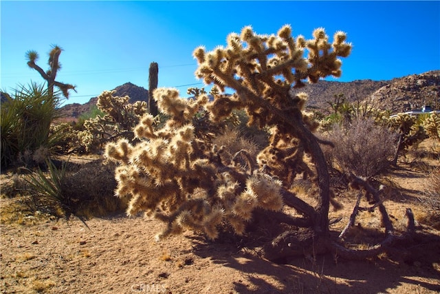 Listing photo 3 for 4444 Navajo Trl, Joshua Tree CA 92252