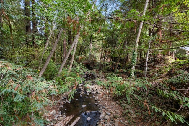 view of local wilderness