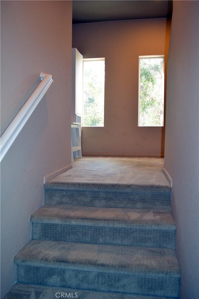 staircase featuring carpet floors