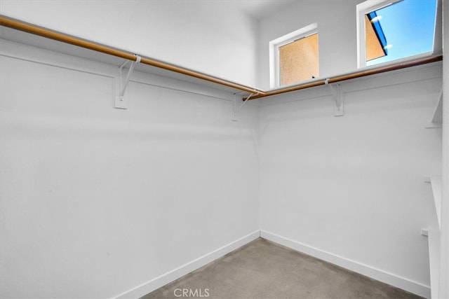 walk in closet with carpet floors