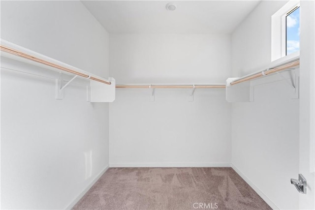 walk in closet with carpet floors