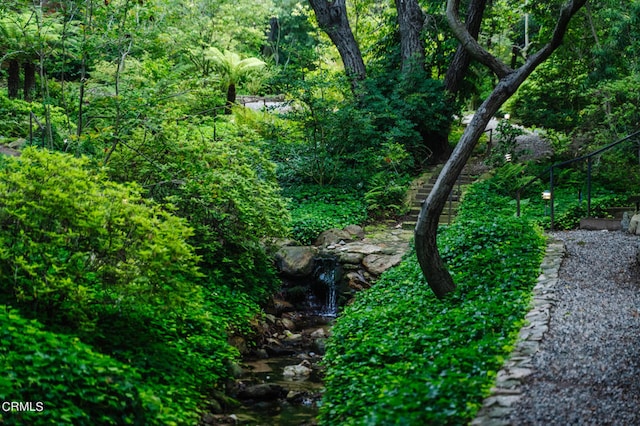 view of local wilderness