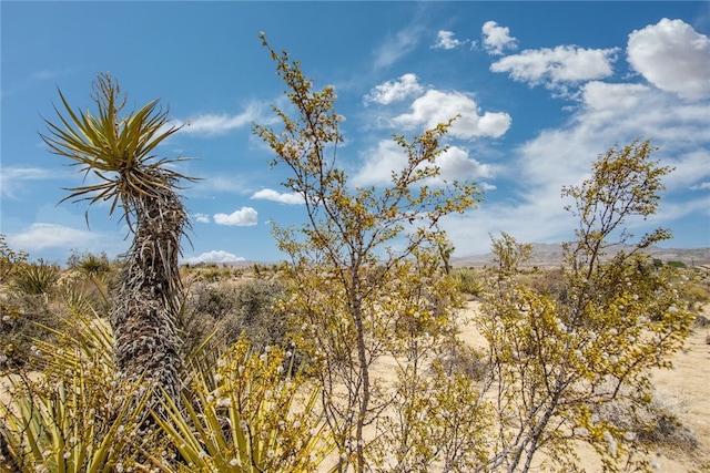 61246 Melton Trl, Joshua Tree, CA 92252