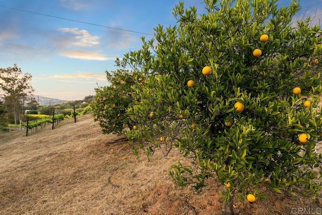 view of nature featuring a rural view