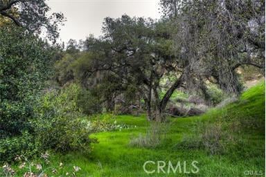 view of local wilderness