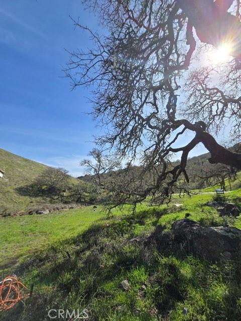 view of local wilderness