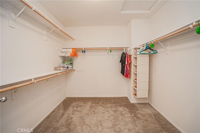 spacious closet featuring carpet flooring