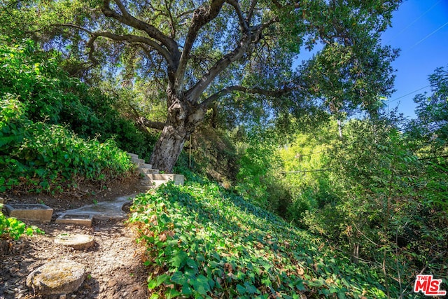 view of local wilderness