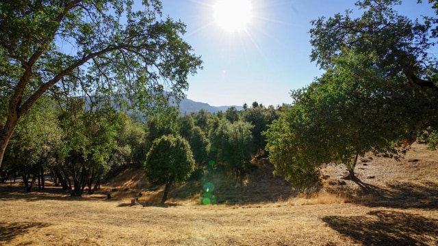 view of local wilderness