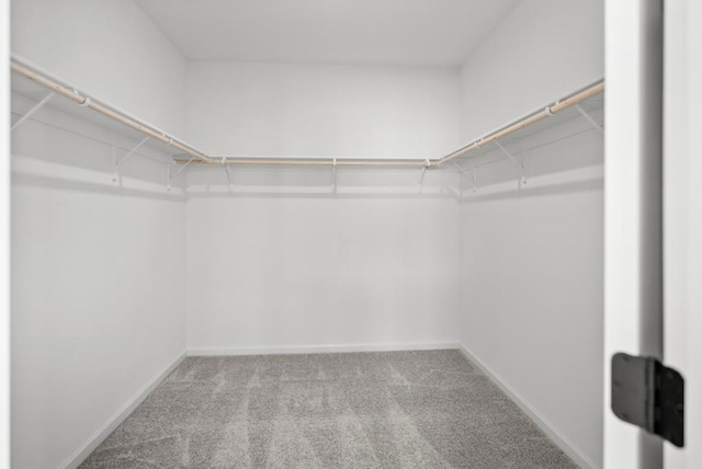 spacious closet featuring carpet flooring