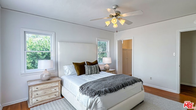 bedroom with ceiling fan, multiple windows, a walk in closet, and hardwood / wood-style floors