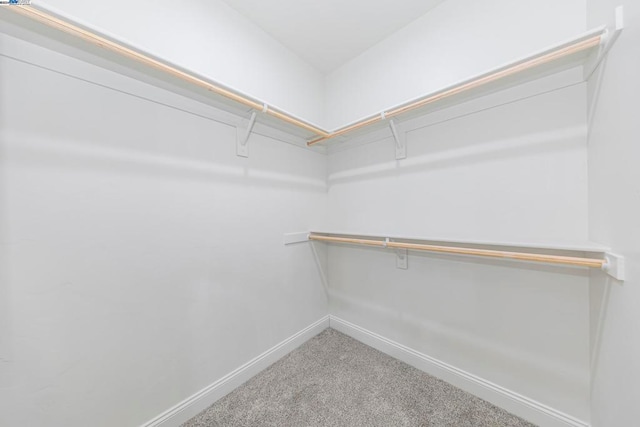 walk in closet featuring carpet floors