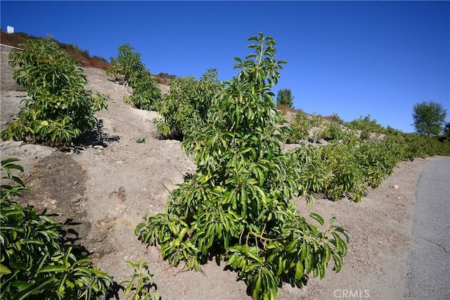 view of local wilderness