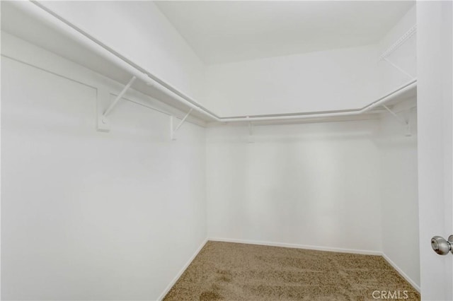 spacious closet featuring carpet