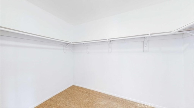 spacious closet featuring carpet