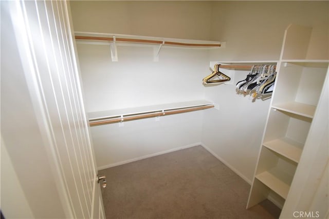 walk in closet with carpet flooring