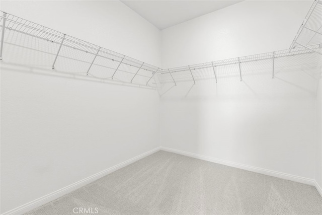 spacious closet featuring carpet flooring