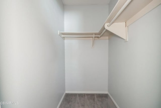 spacious closet featuring carpet