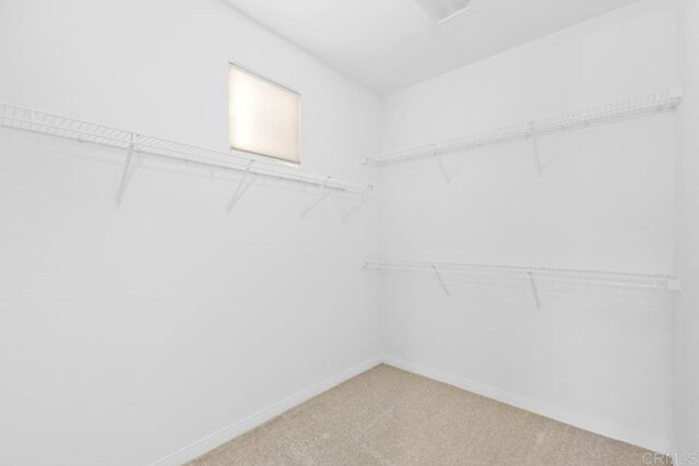 spacious closet featuring carpet flooring