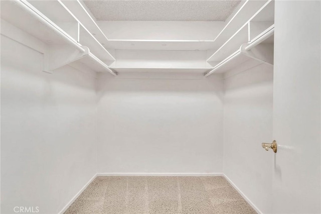 spacious closet featuring carpet floors