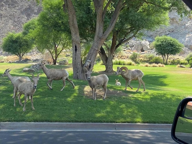 view of property's community with a lawn