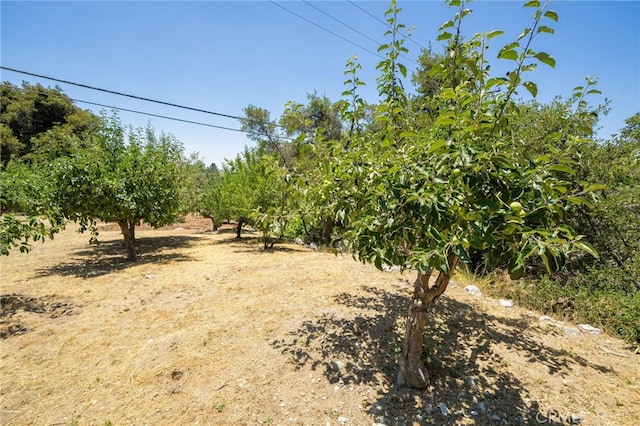 39804 Pine Bench Rd, Oak Glen, CA 92399 - photo 57