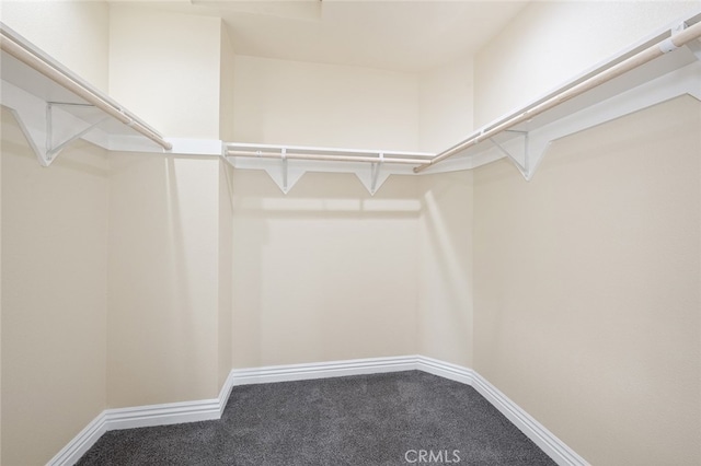 spacious closet featuring carpet