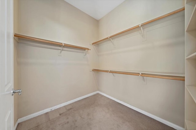 spacious closet featuring carpet