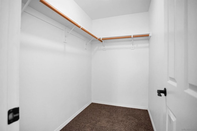 walk in closet with carpet flooring