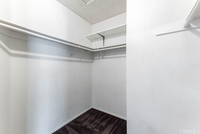 spacious closet featuring carpet floors