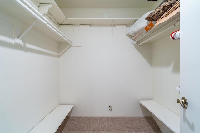 spacious closet featuring carpet