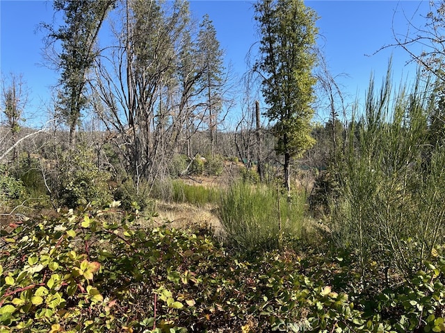 80 Meadow Ln, Berry Creek, CA 95916 - photo 4