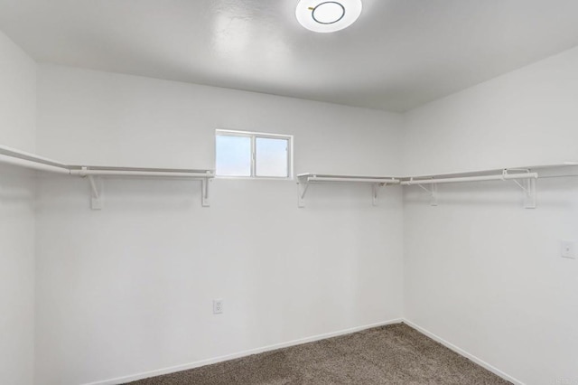 walk in closet featuring carpet