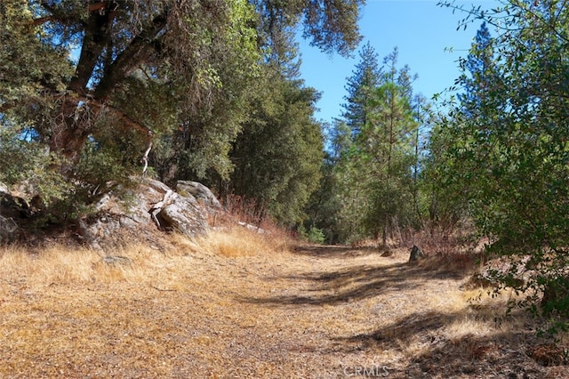 view of local wilderness