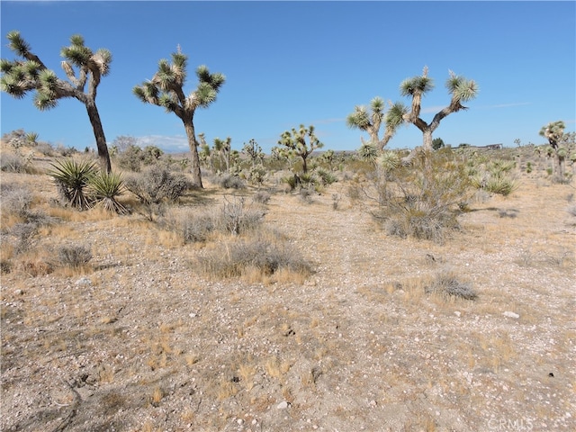 view of local wilderness