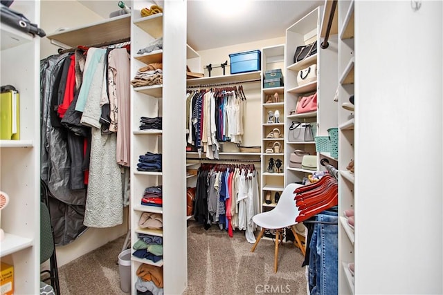 spacious closet featuring carpet floors