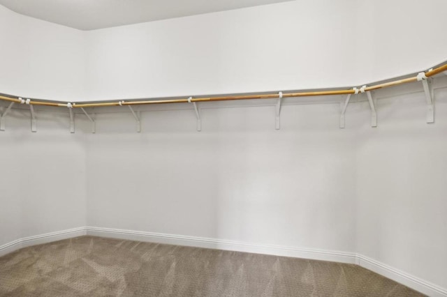 walk in closet featuring carpet