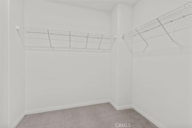 spacious closet featuring carpet