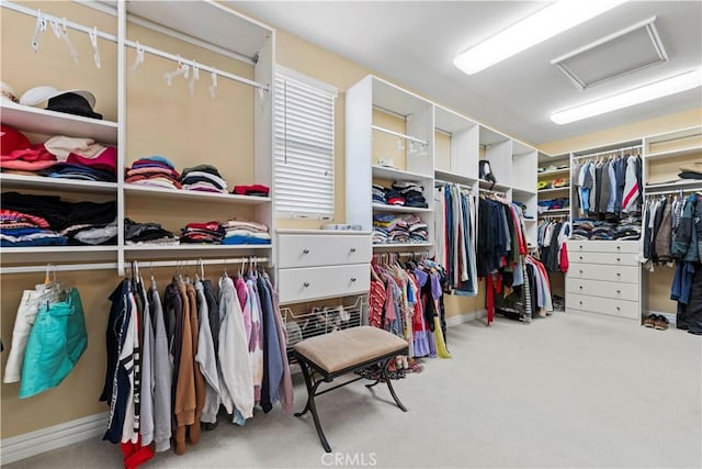 spacious closet featuring carpet