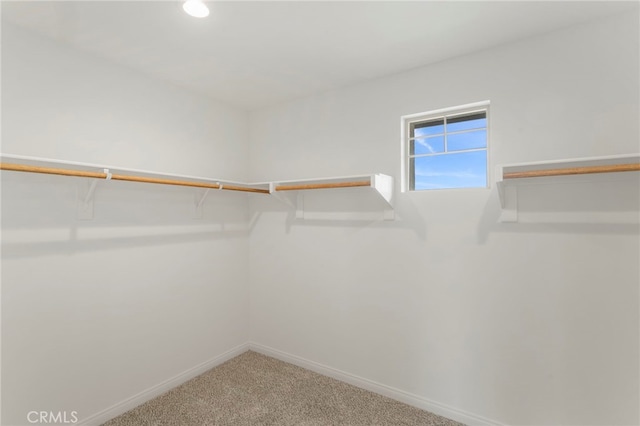 walk in closet featuring carpet floors