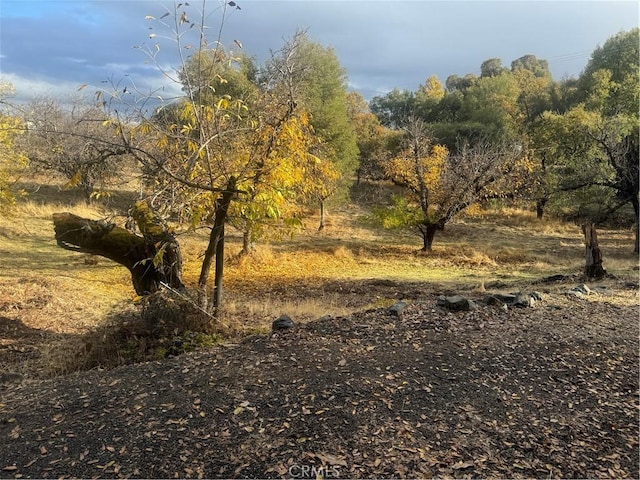 view of local wilderness