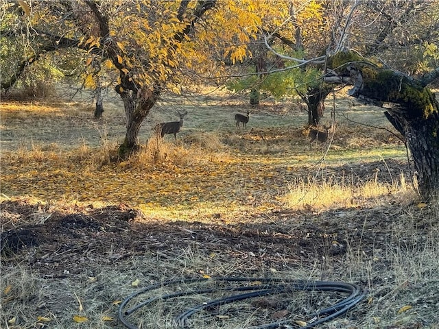 view of nature