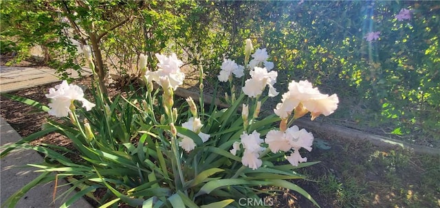 13125 Bly Ave, Paskenta, CA 96074 - photo 7