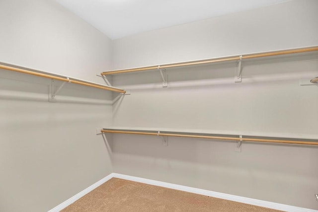 walk in closet featuring carpet floors